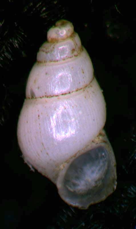 Aiuto per identificazione. Grazie